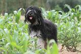 TERRIER DU TIBET 038